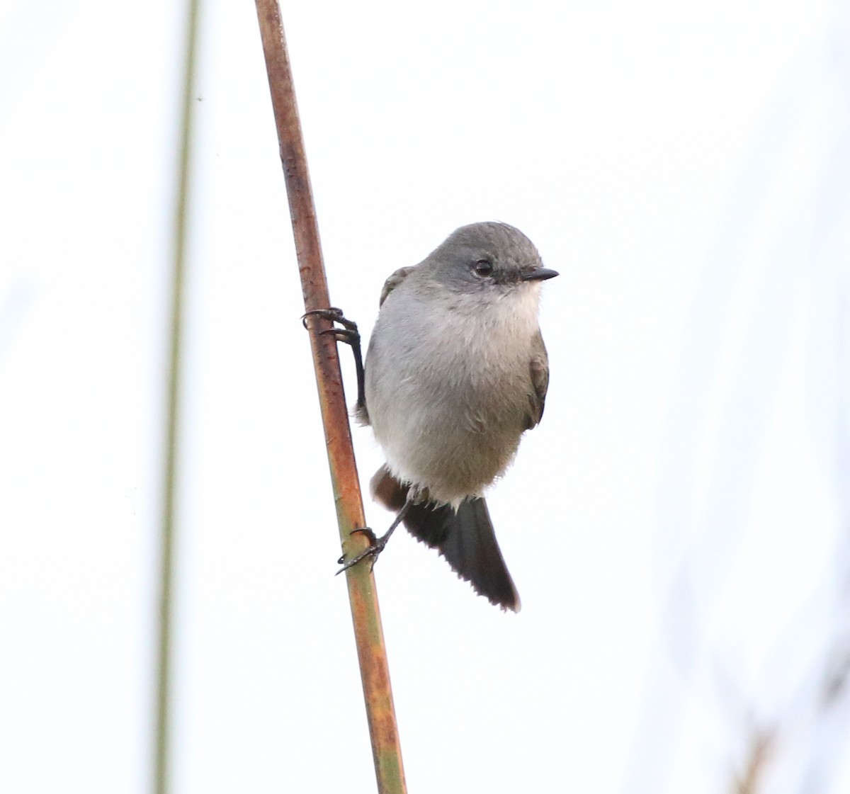 Sooty Tyrannulet - ML637778130