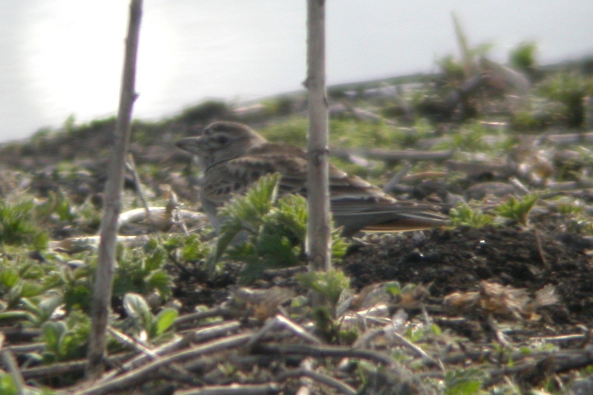 Calandra Lark - ML637778132