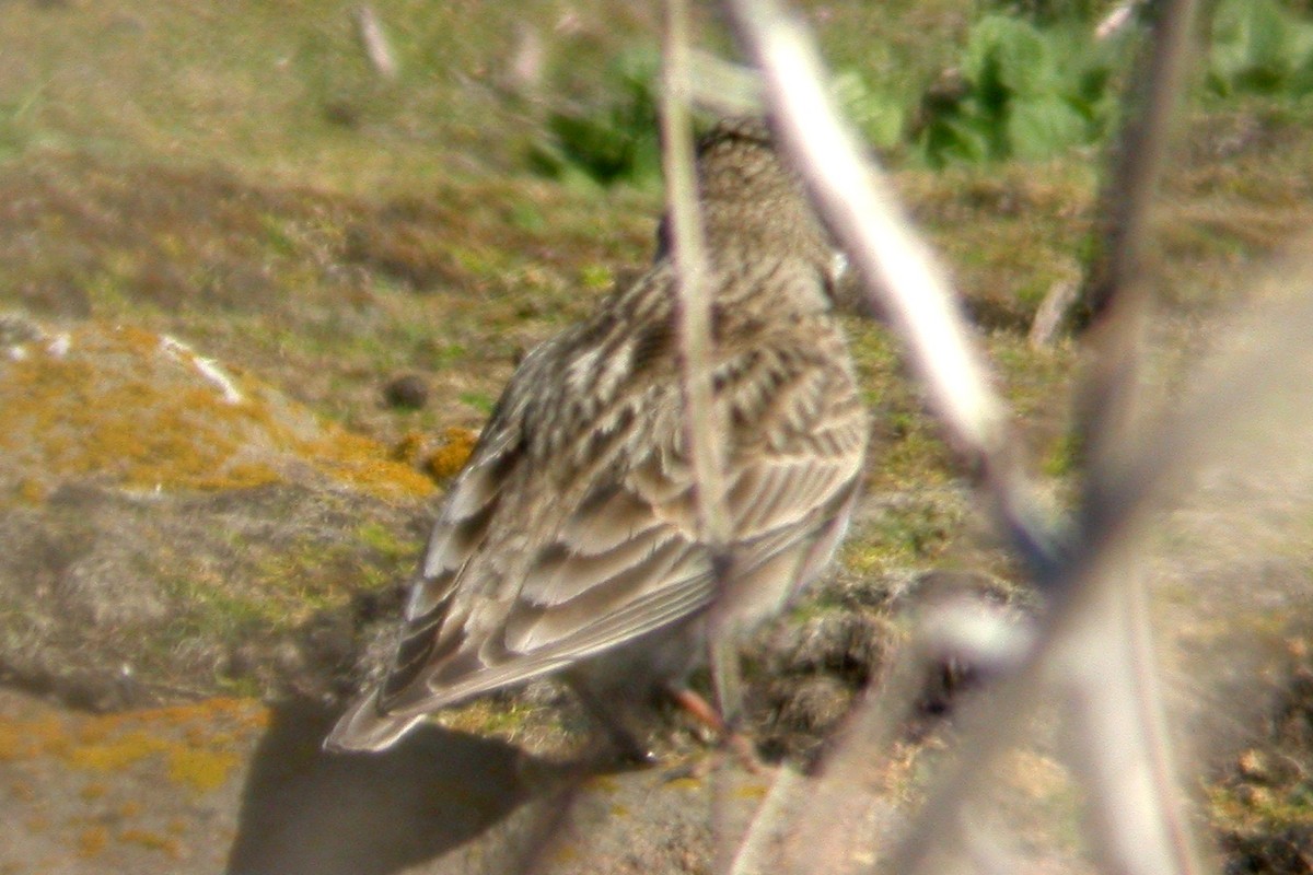 Calandra Lark - ML637778133