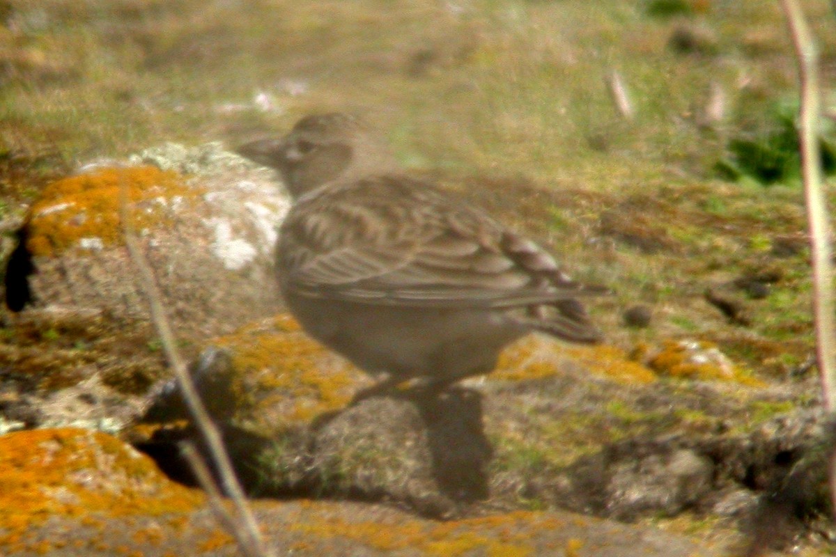 Calandra Lark - ML637778134