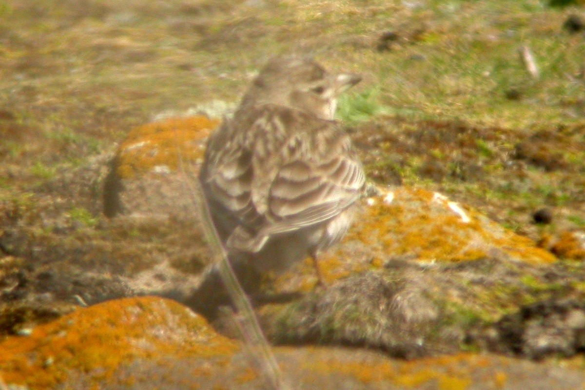 Calandra Lark - ML637778135