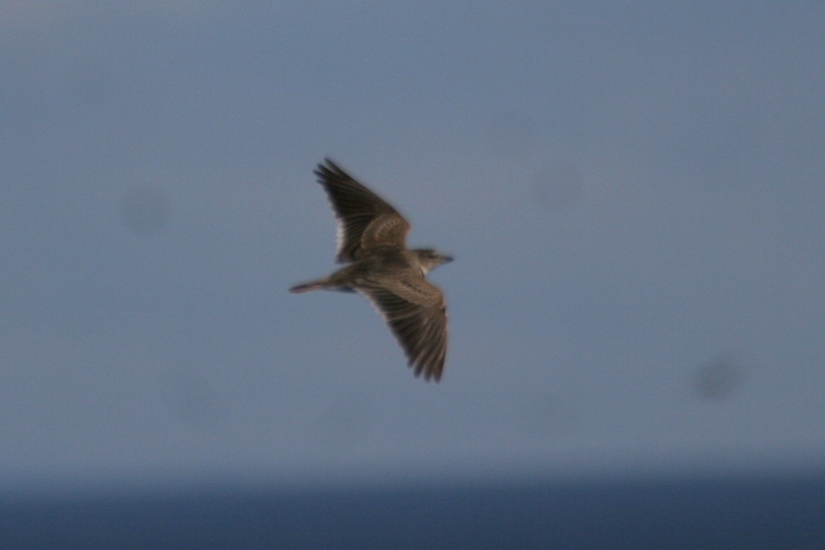 Calandra Lark - ML637778137
