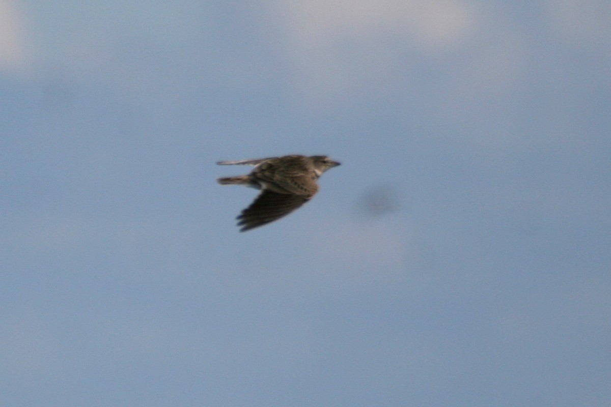 Calandra Lark - ML637778138