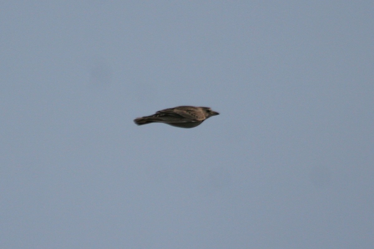 Calandra Lark - ML637778139