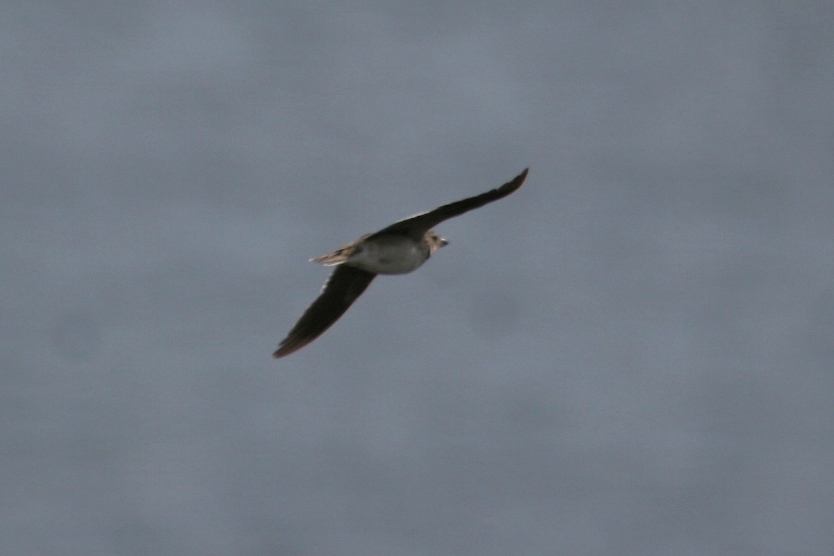 Calandra Lark - ML637778140