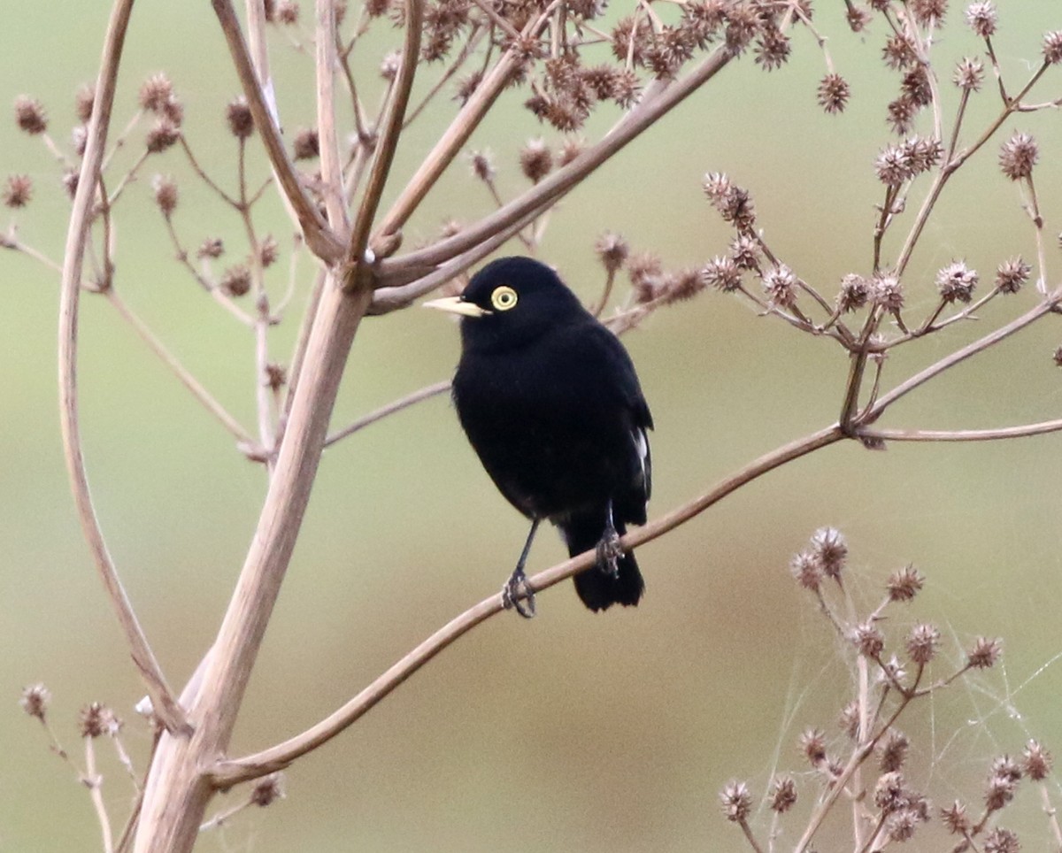 Spectacled Tyrant - ML637778142