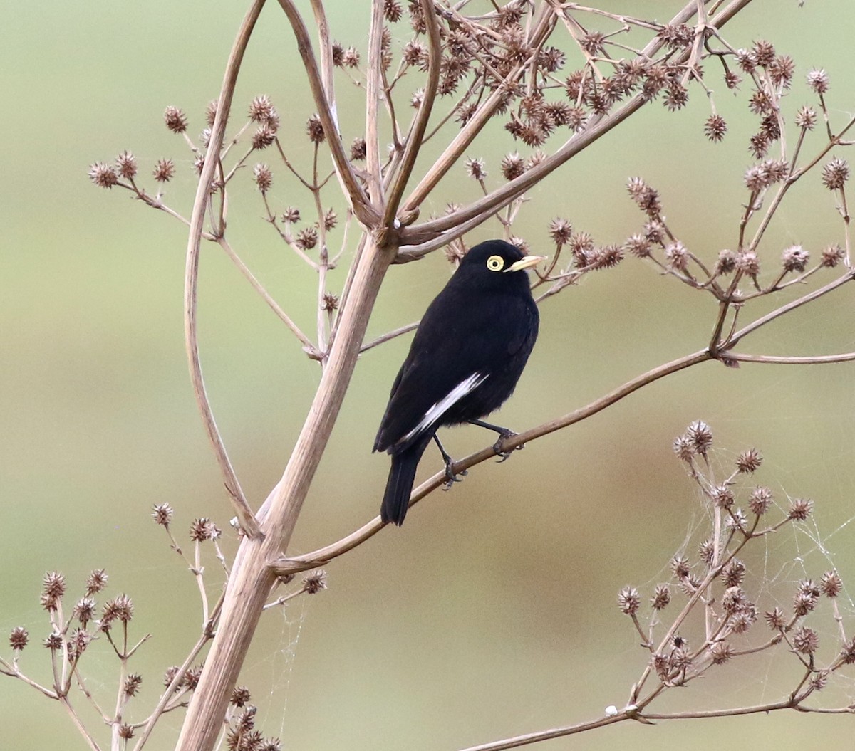 Spectacled Tyrant - ML637778143