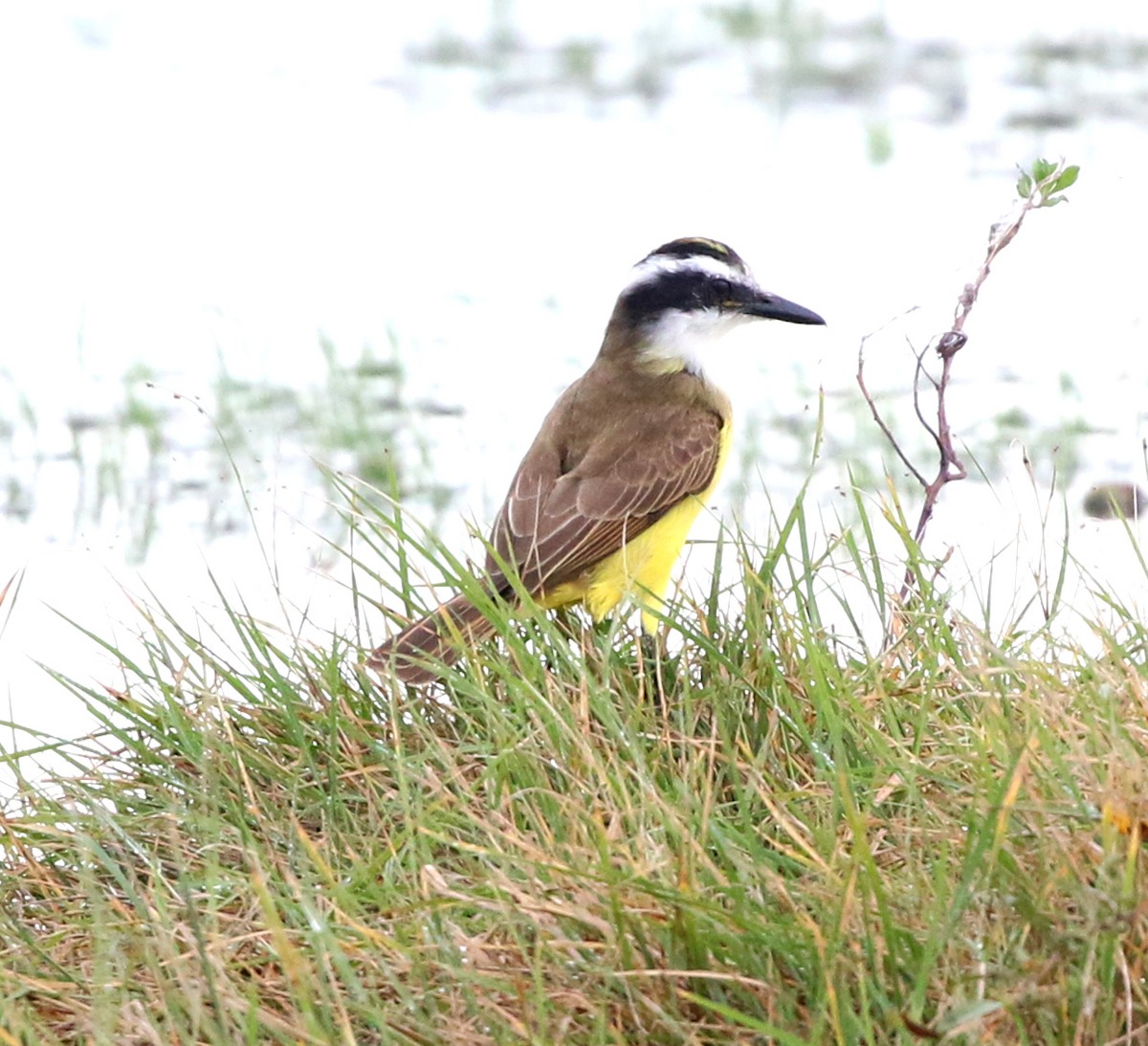 Great Kiskadee - ML637778144