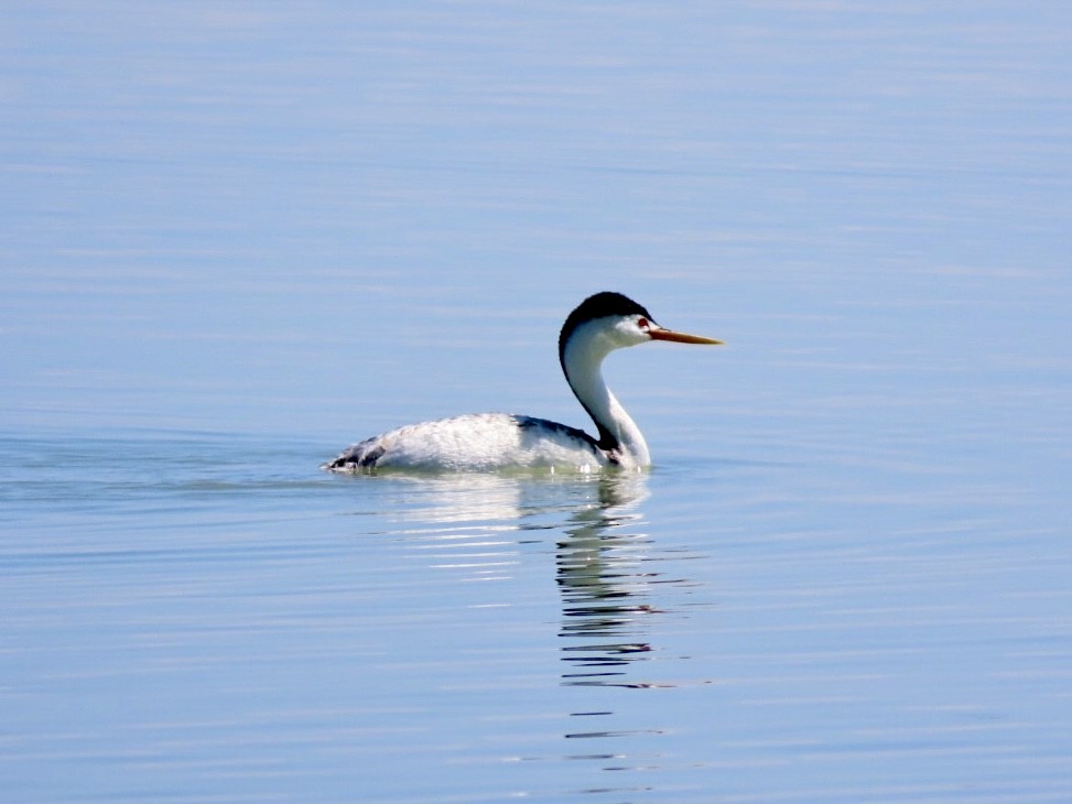 Clark's Grebe - ML637778145