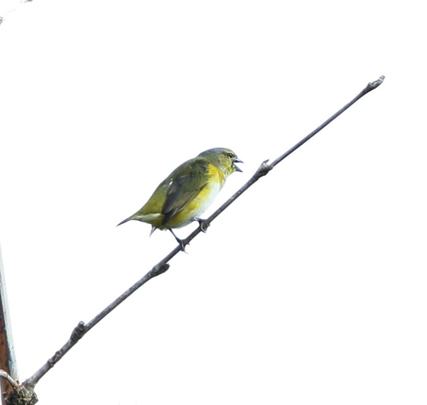 Purple-throated Euphonia - ML637778146