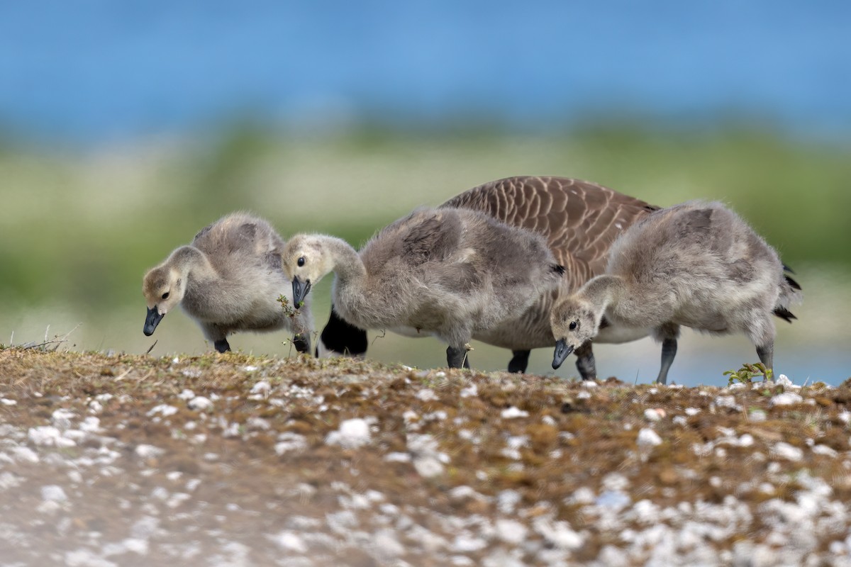 Canada Goose (canadensis Group) - ML637778147