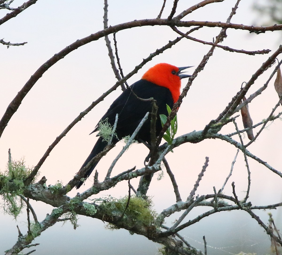 Scarlet-headed Blackbird - ML637778149