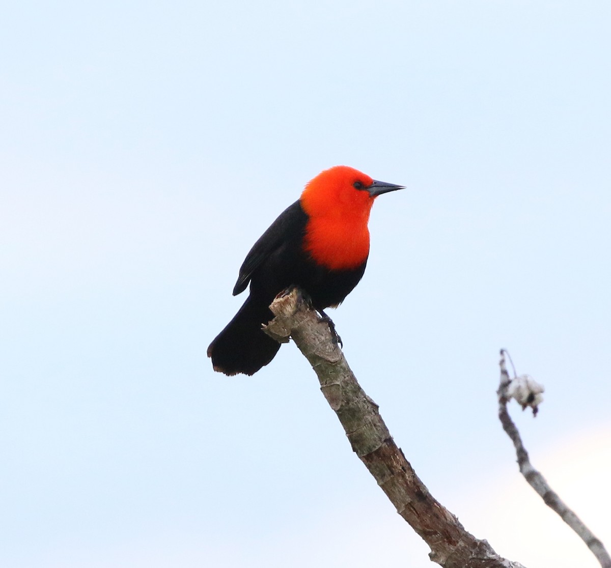 Scarlet-headed Blackbird - ML637778150