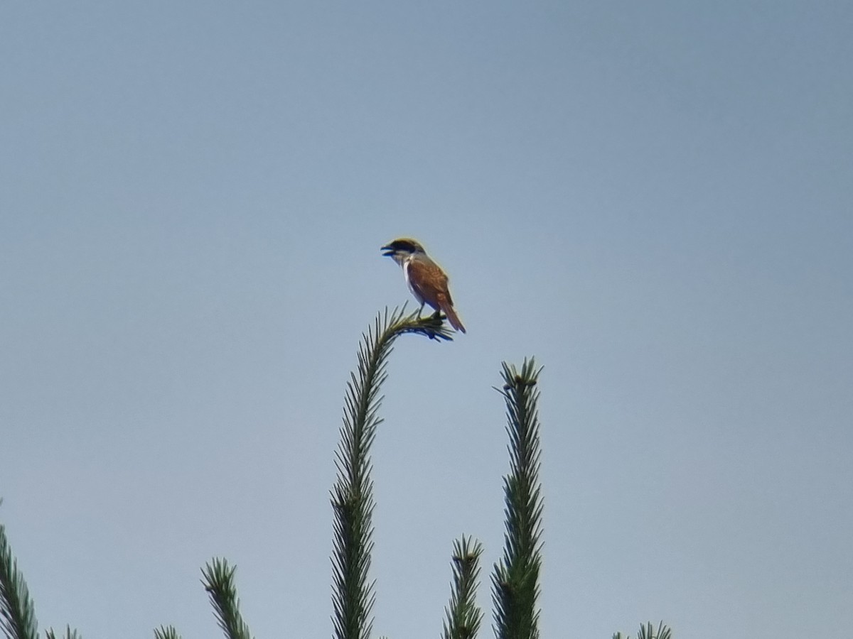 Tiger Shrike - ML637778153