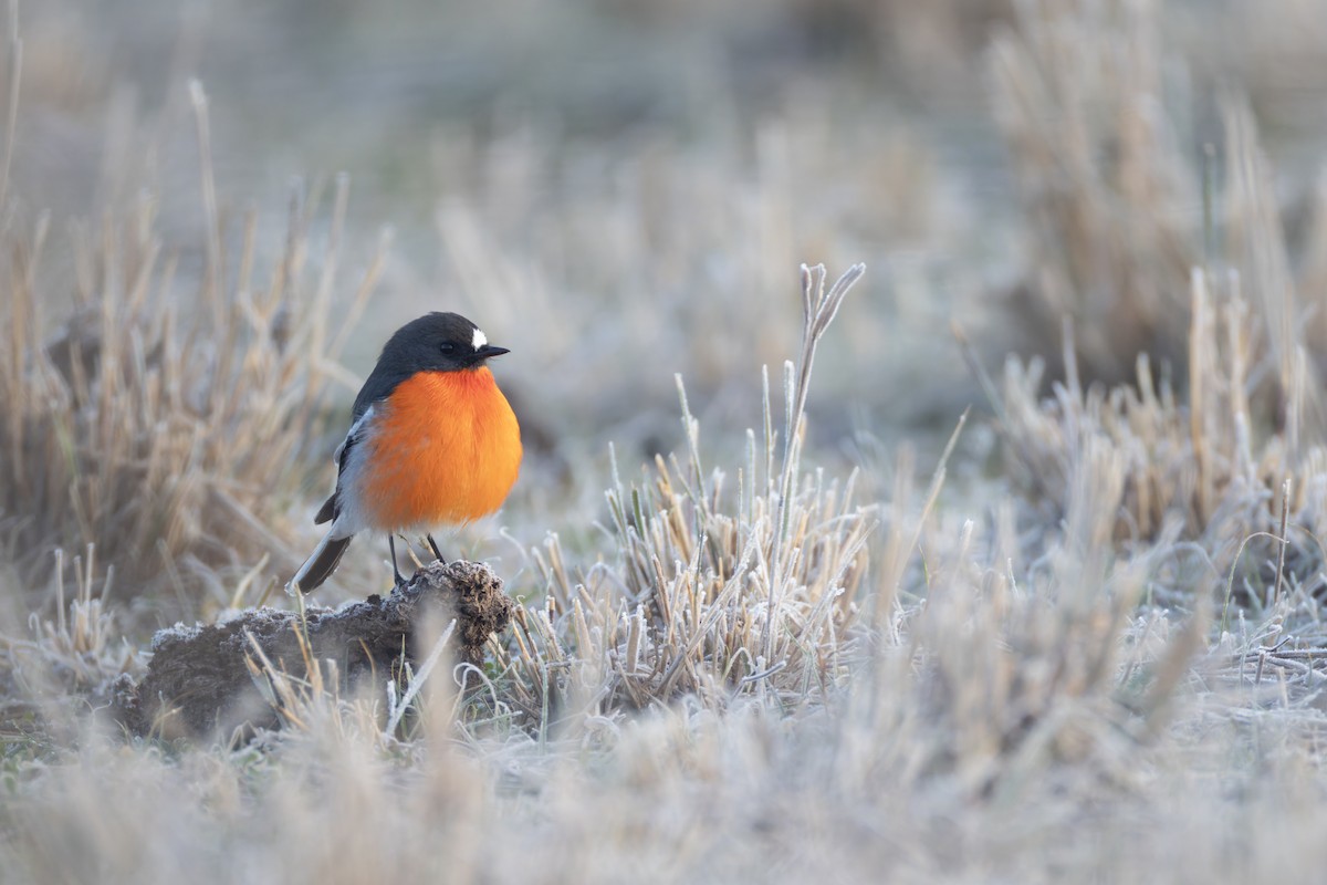 Flame Robin - ML637778181