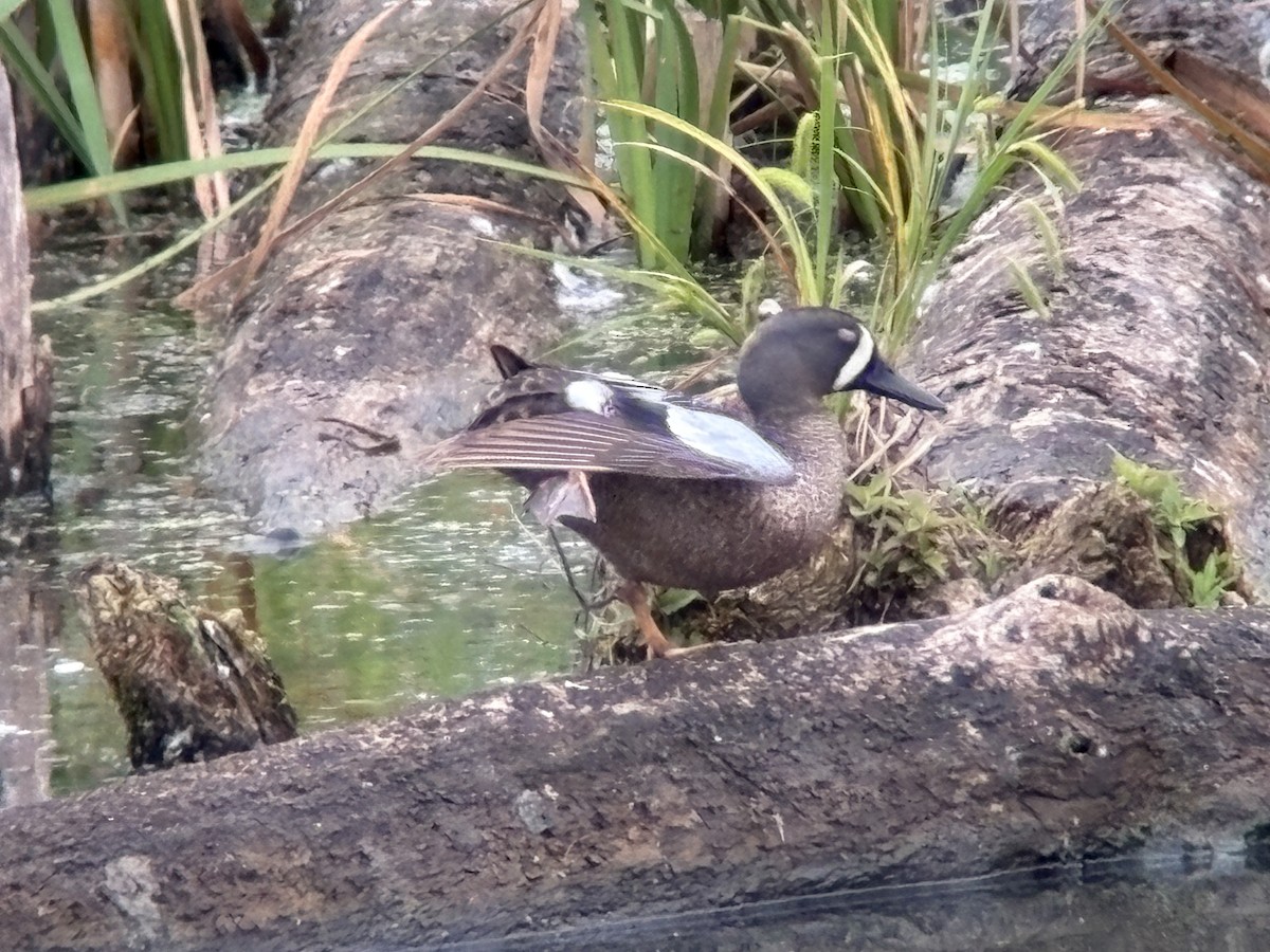 Blue-winged Teal - ML637778187