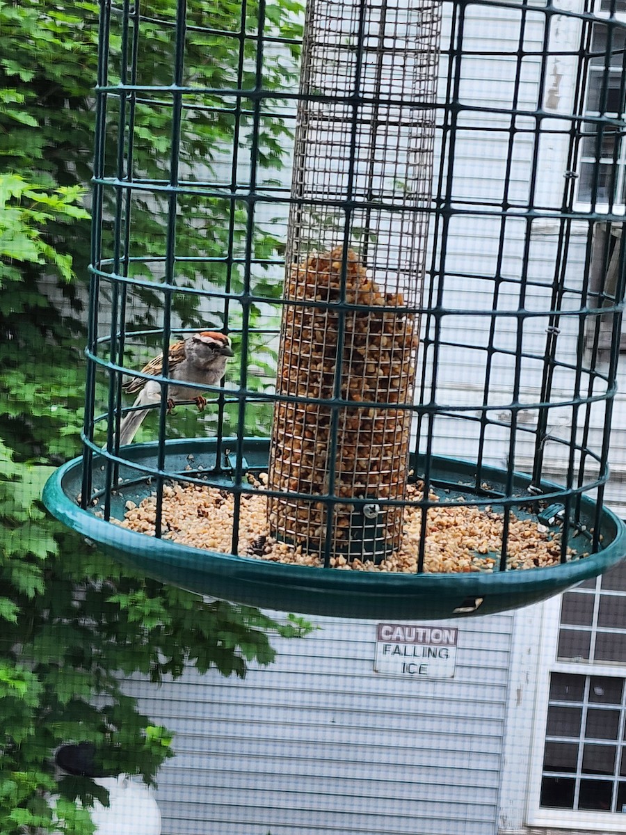 Chipping Sparrow - ML637778190