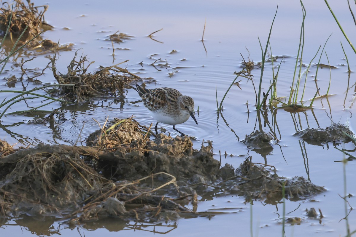Little Stint - ML637778324