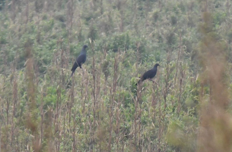 Black Wood-Pigeon - ML637778380