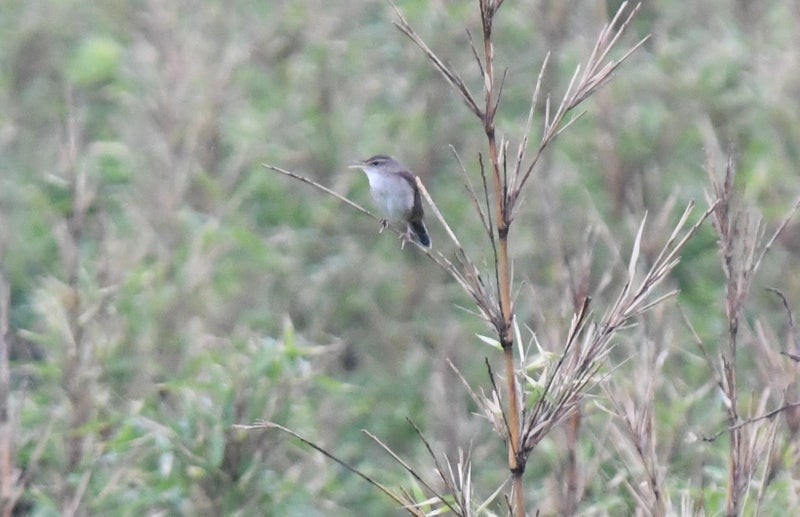Pleske's Grasshopper Warbler - ML637778391