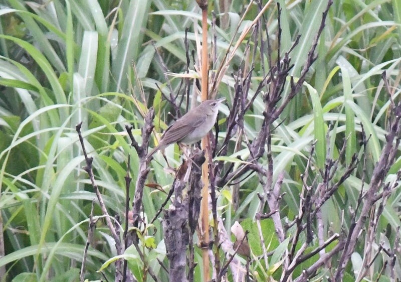 Pleske's Grasshopper Warbler - ML637778392