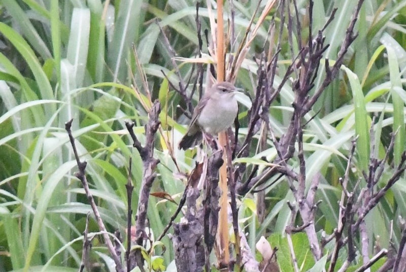 Pleske's Grasshopper Warbler - ML637778393