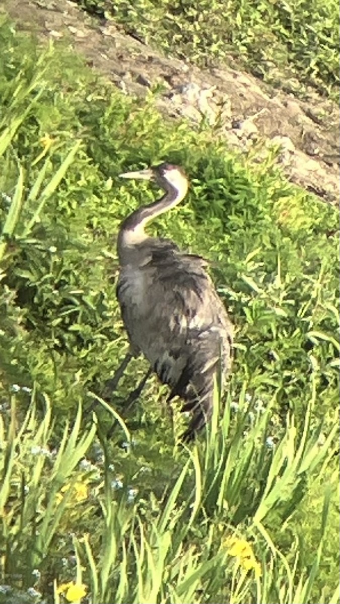 Kranich - ML637778474