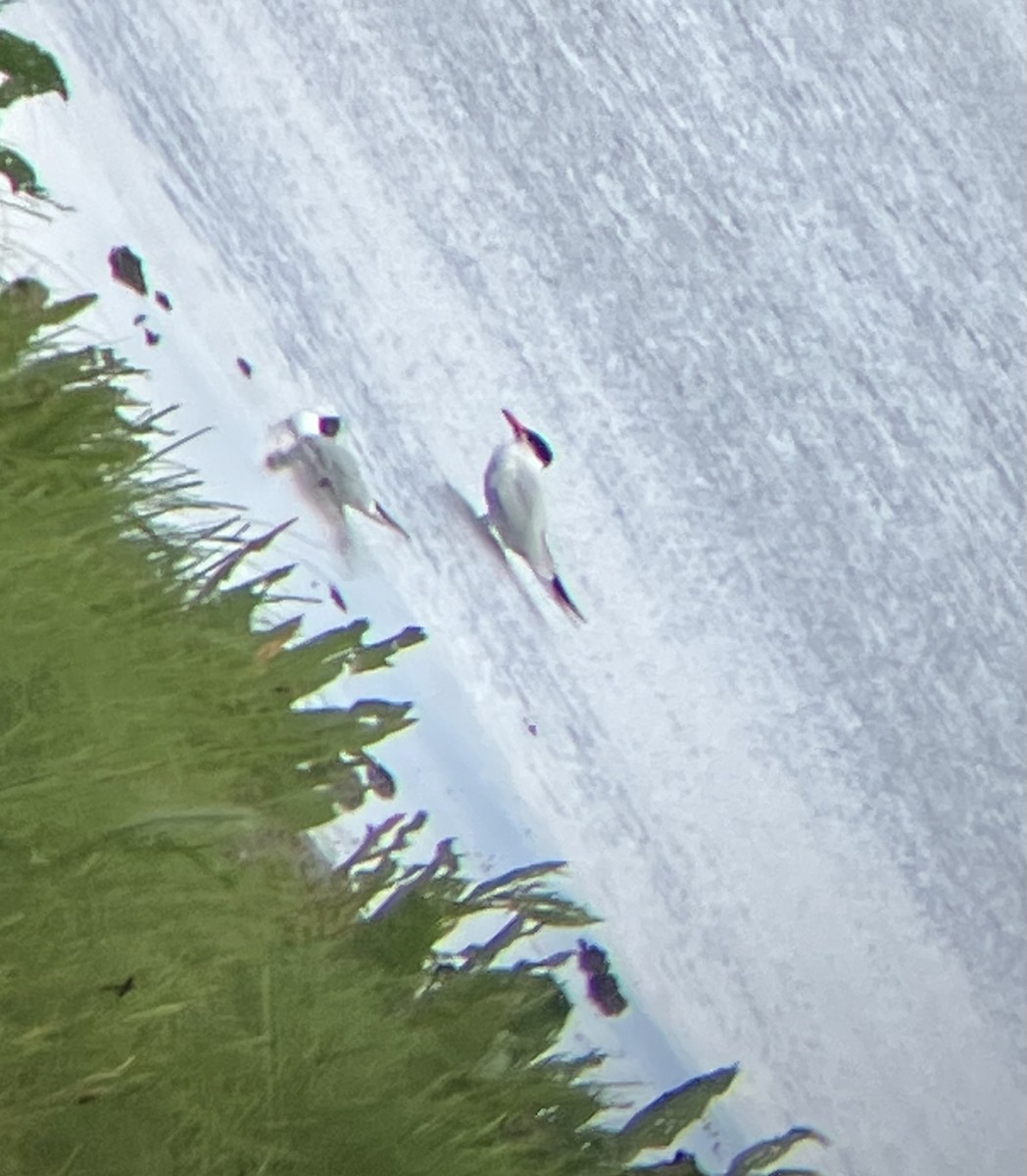 Raubseeschwalbe - ML637778534