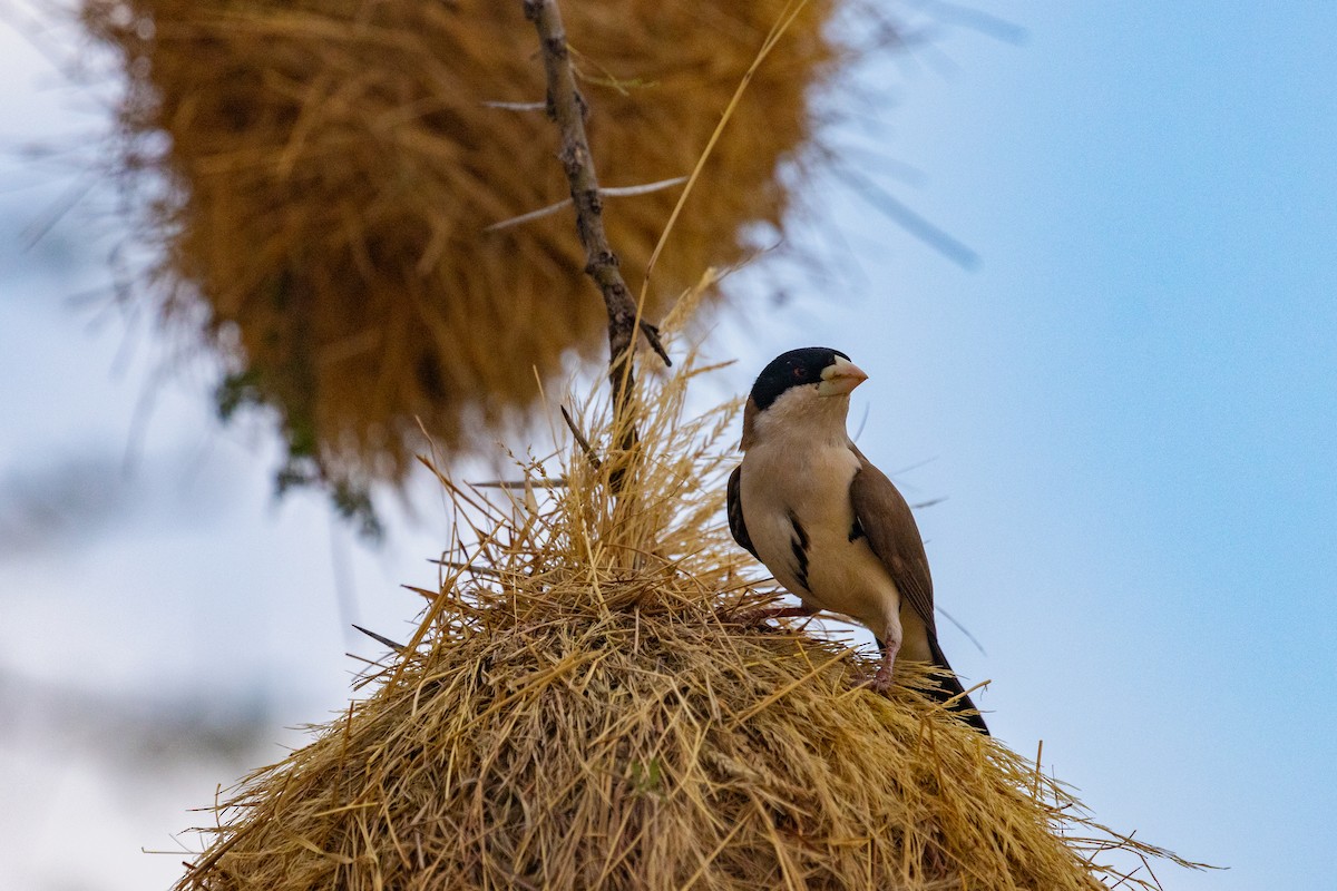 Black-capped Social-Weaver - ML637778577