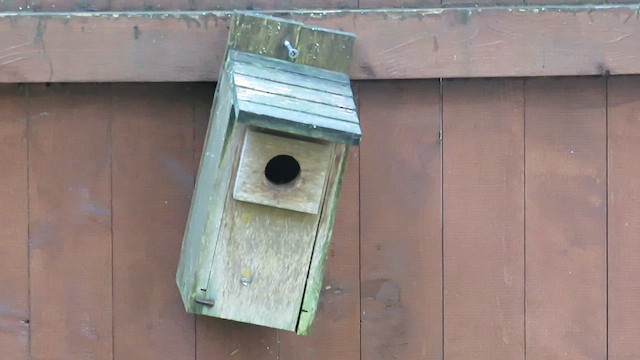 Northern House Wren - ML637778587