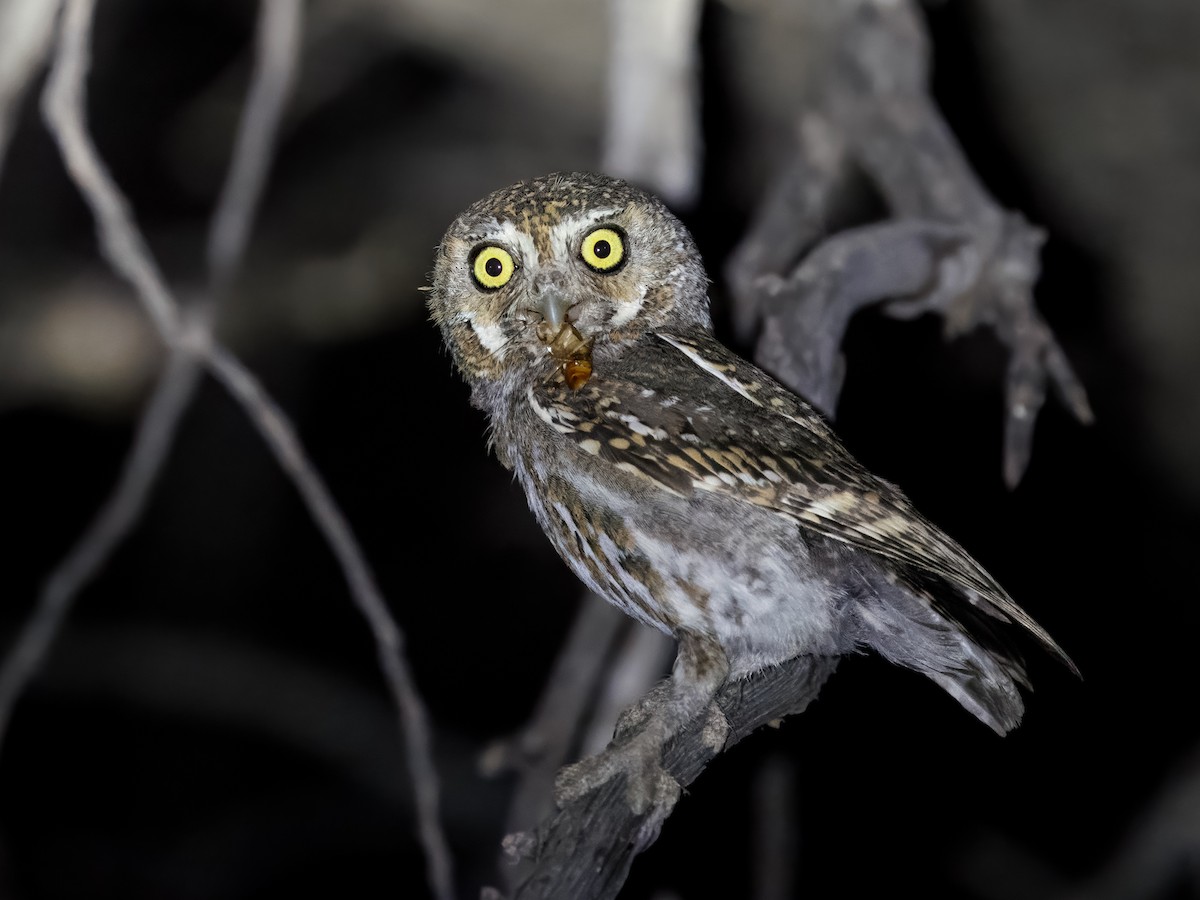 Elf Owl - ML637778589