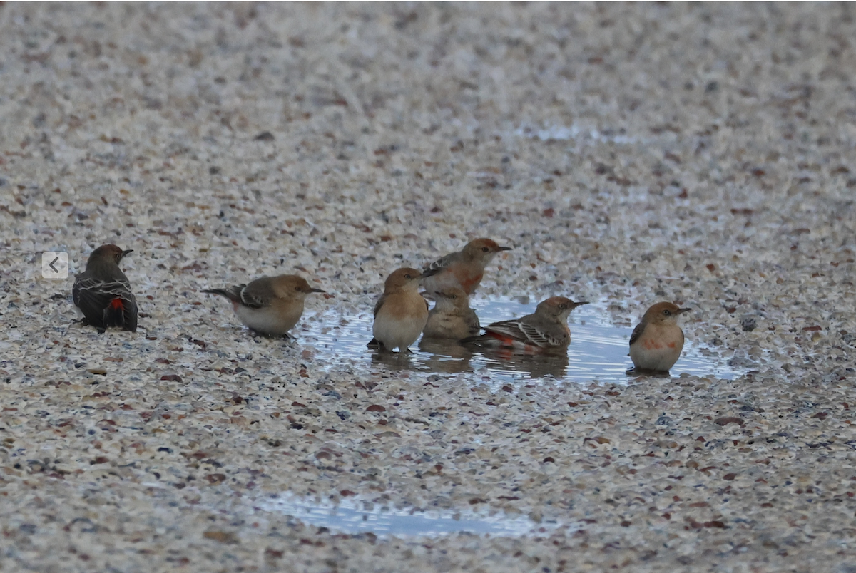 Crimson Chat - ML637778619