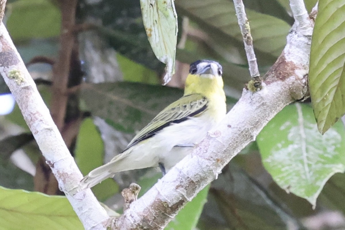 Green-backed Becard - ML637778621