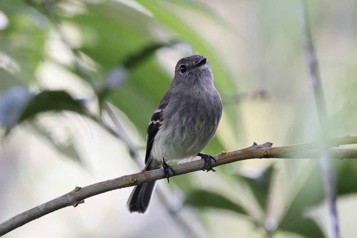 Olive-chested Flycatcher - ML637778626