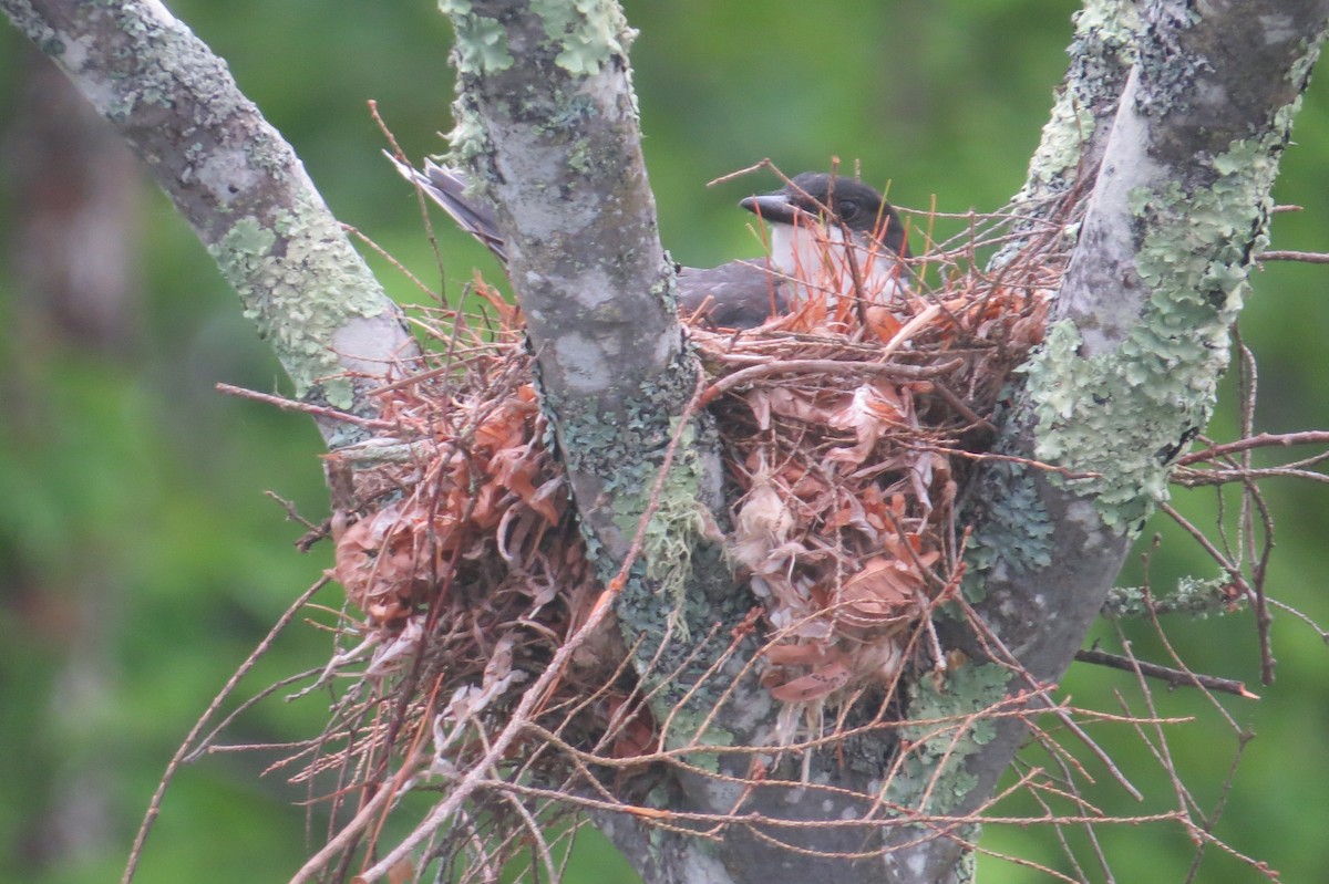 Eastern Kingbird - ML637778628