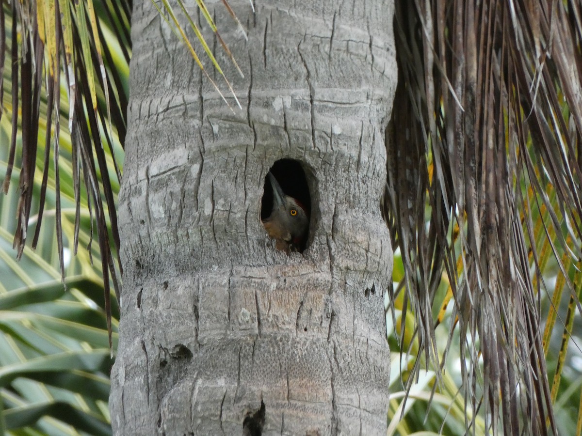 Hispaniolan Woodpecker - ML637778634