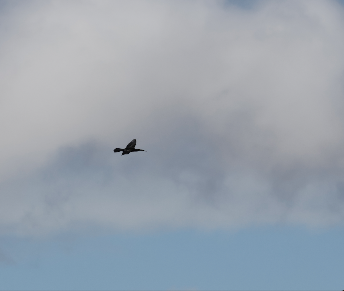 Australasian Darter - ML637778640