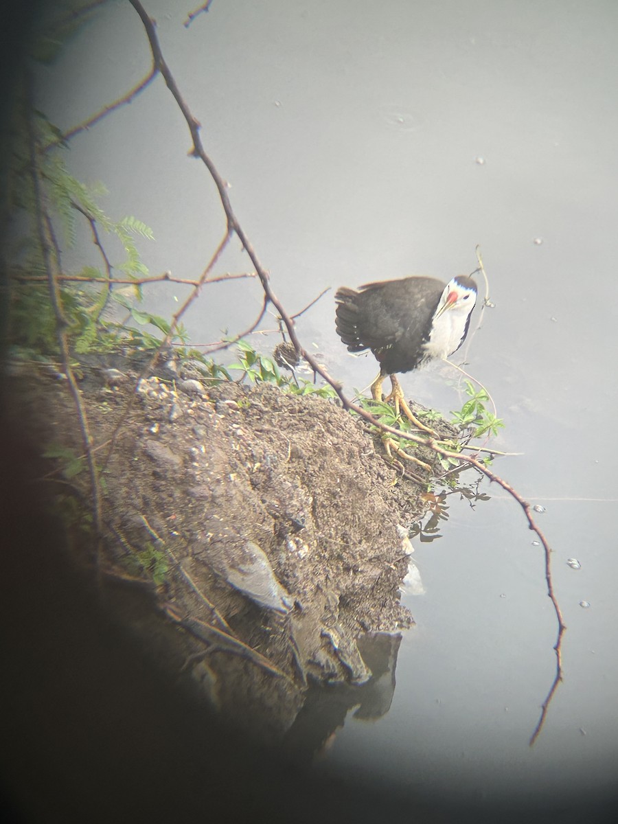 White-breasted Waterhen - ML637778661