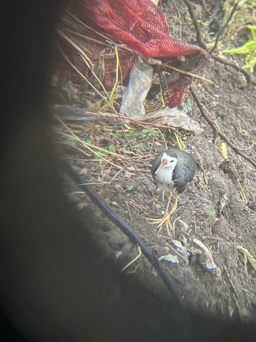 White-breasted Waterhen - ML637778662