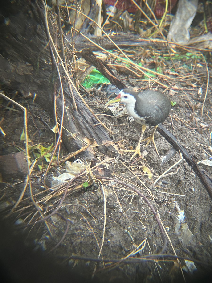 White-breasted Waterhen - ML637778664