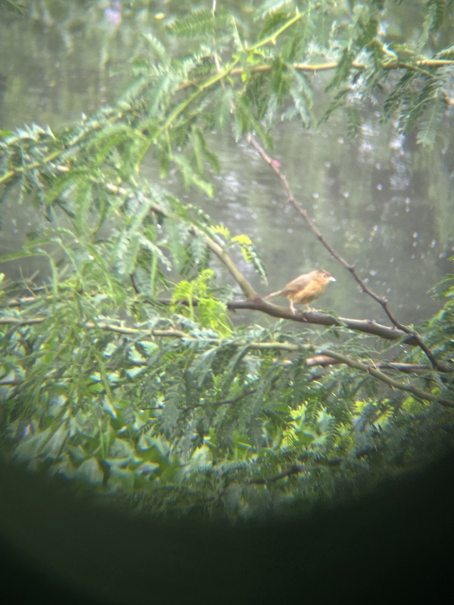 Tawny-bellied Babbler - ML637778674