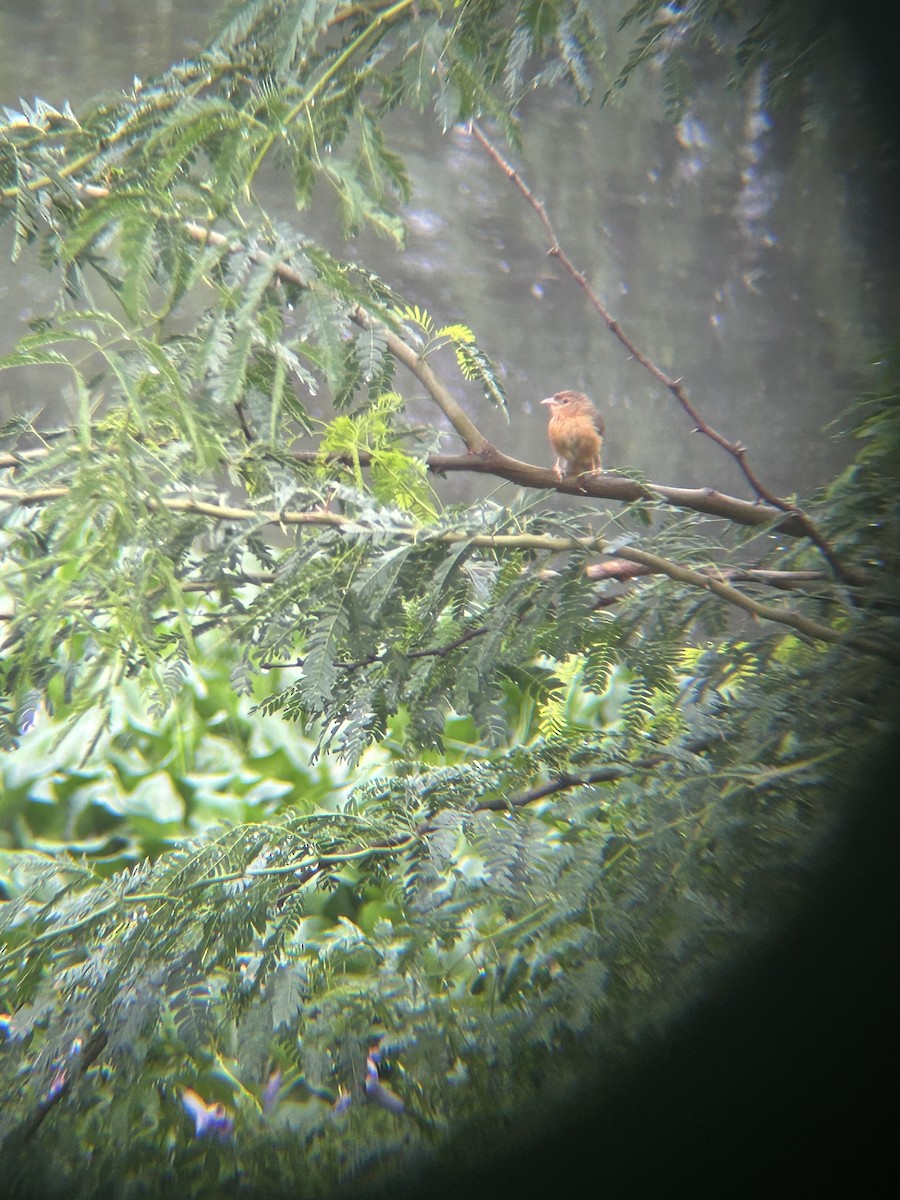 Tawny-bellied Babbler - ML637778676
