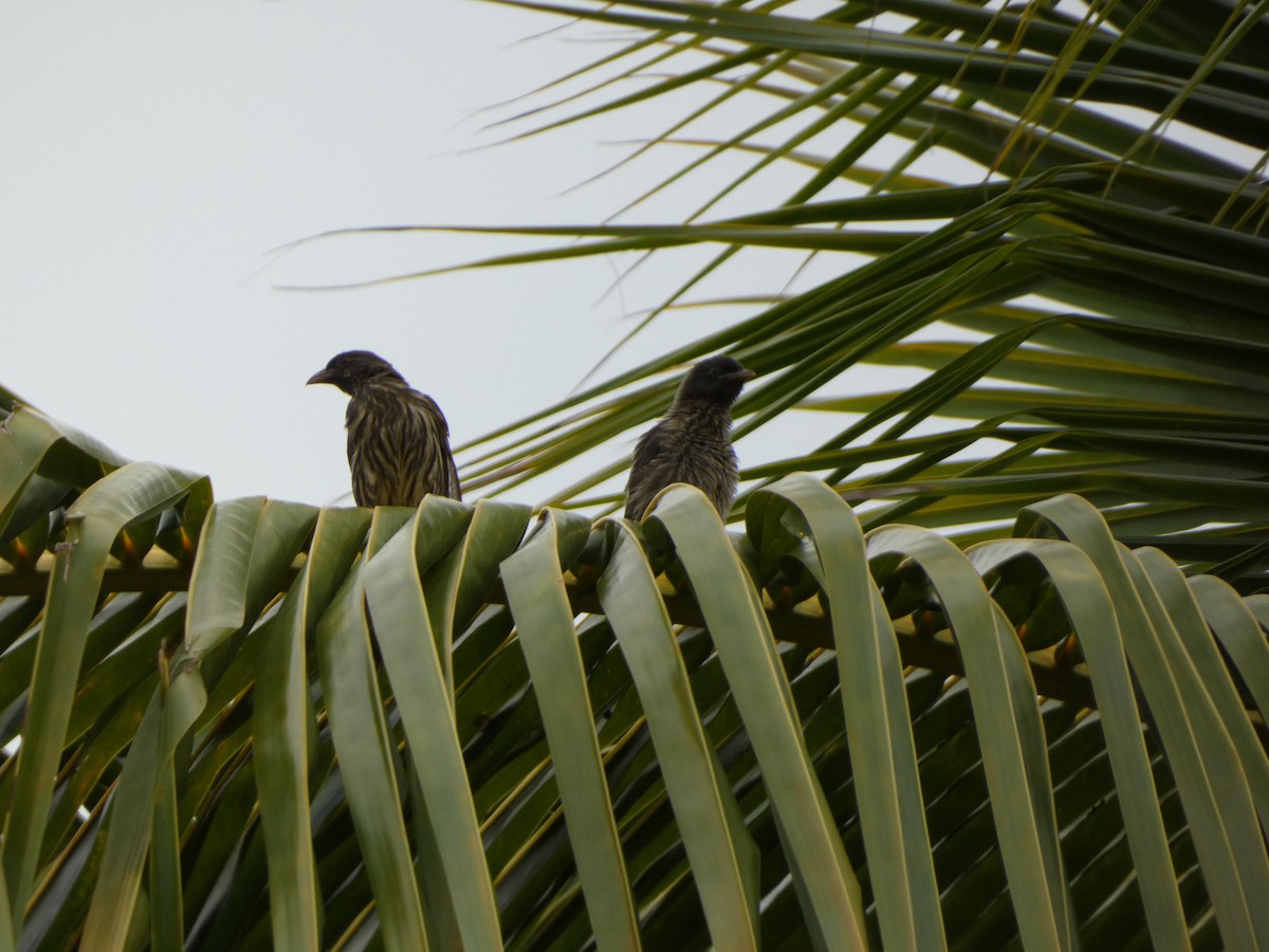 Palmchat - ML637778677