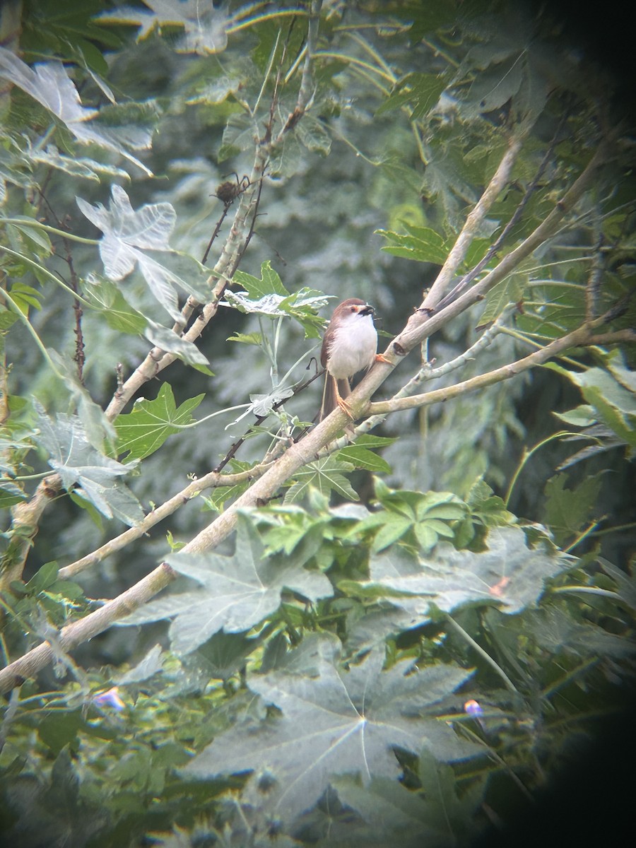 Yellow-eyed Babbler - ML637778678
