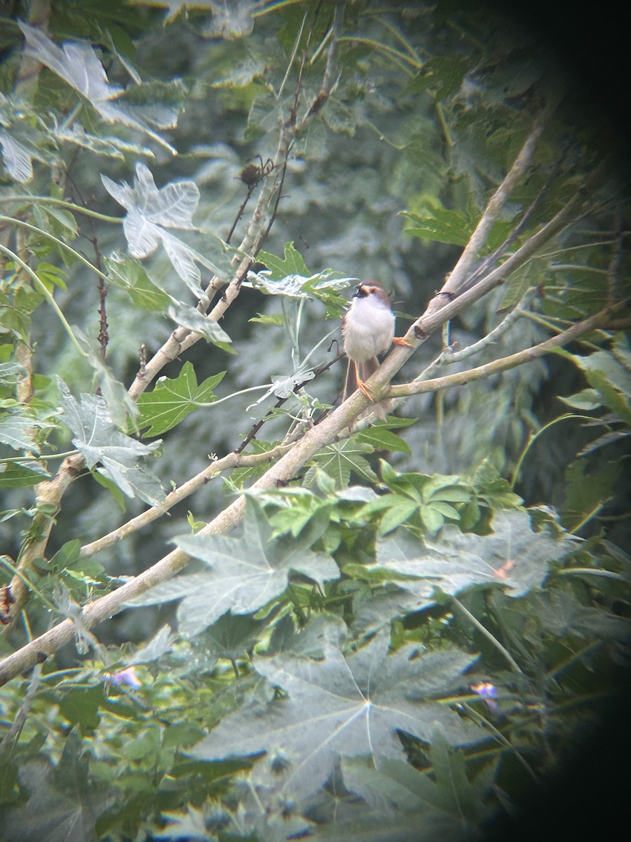 Yellow-eyed Babbler - ML637778679