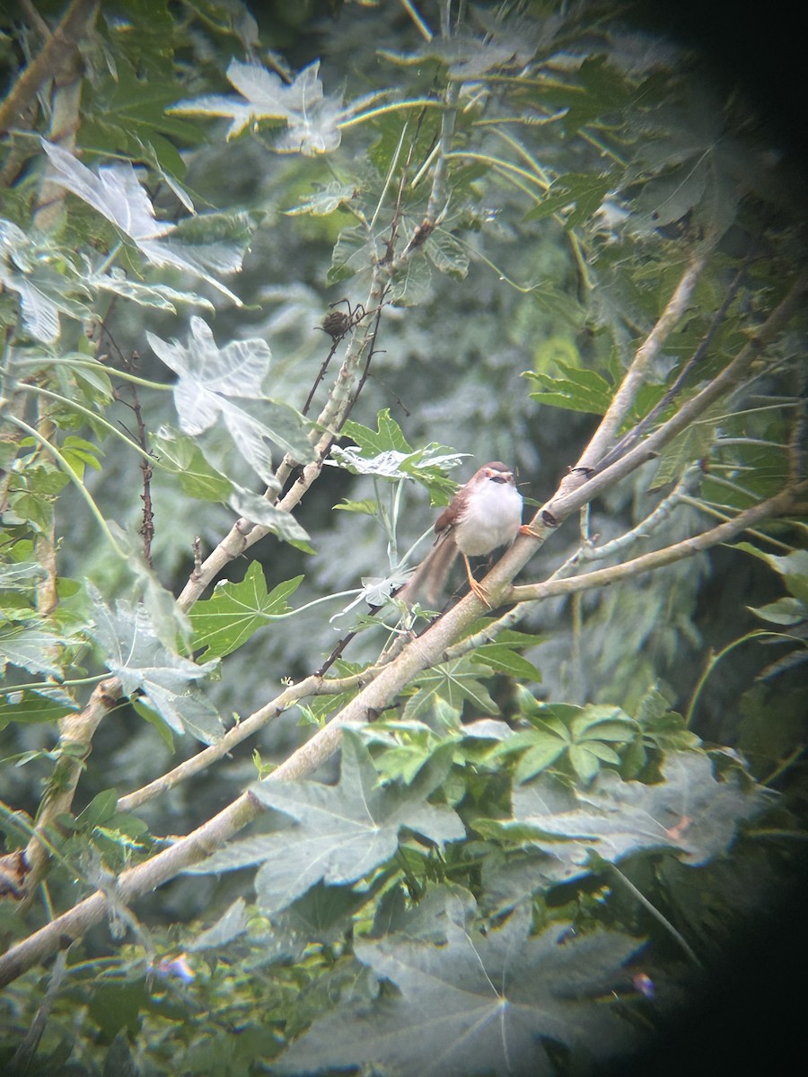 Yellow-eyed Babbler - ML637778680