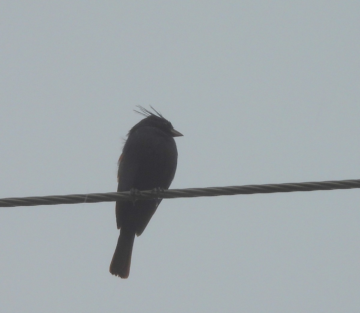 Crested Bunting - ML637778690