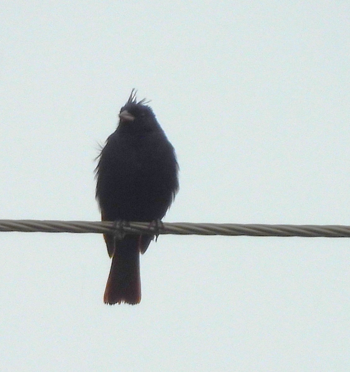 Crested Bunting - ML637778691