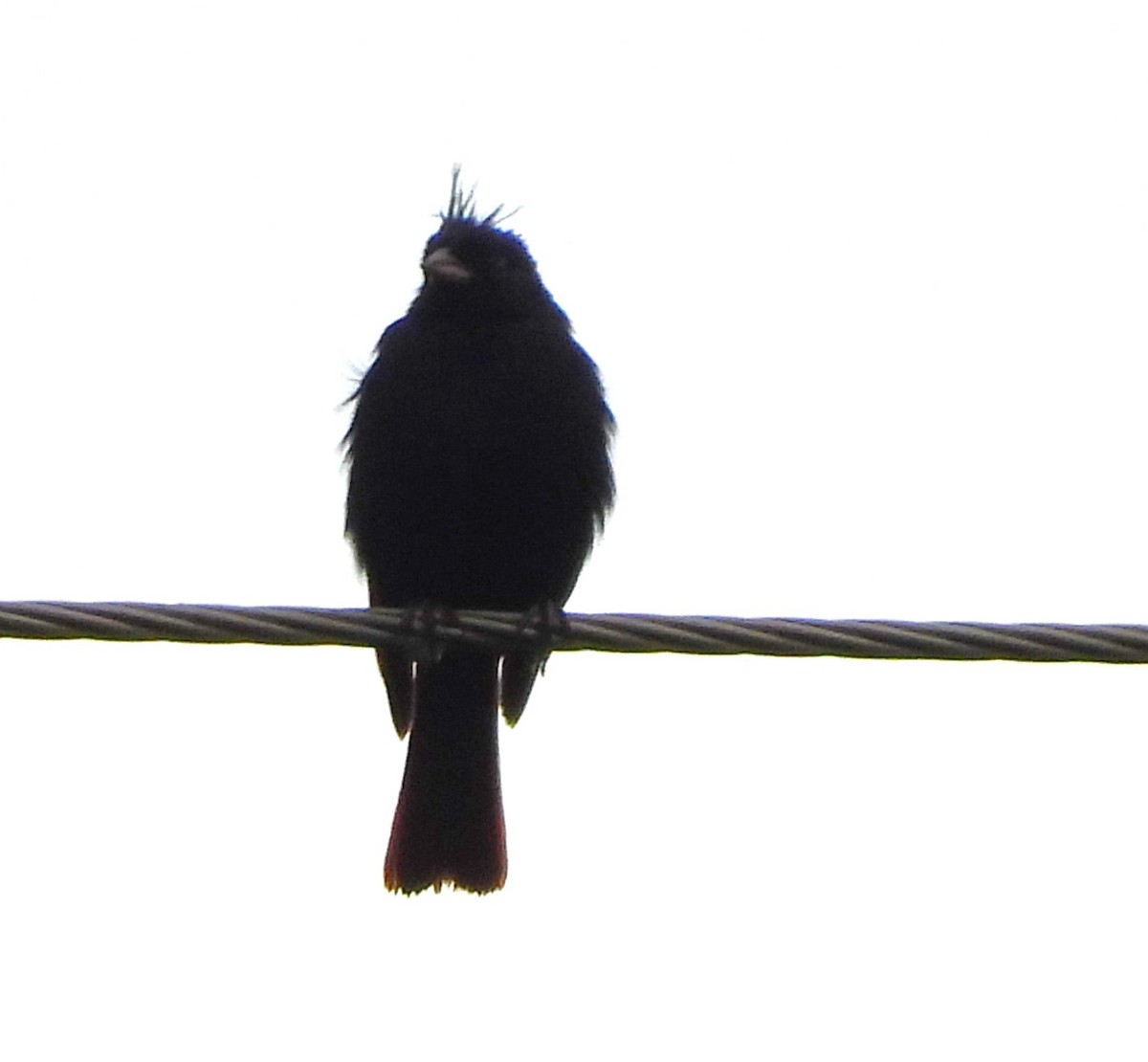 Crested Bunting - ML637778693