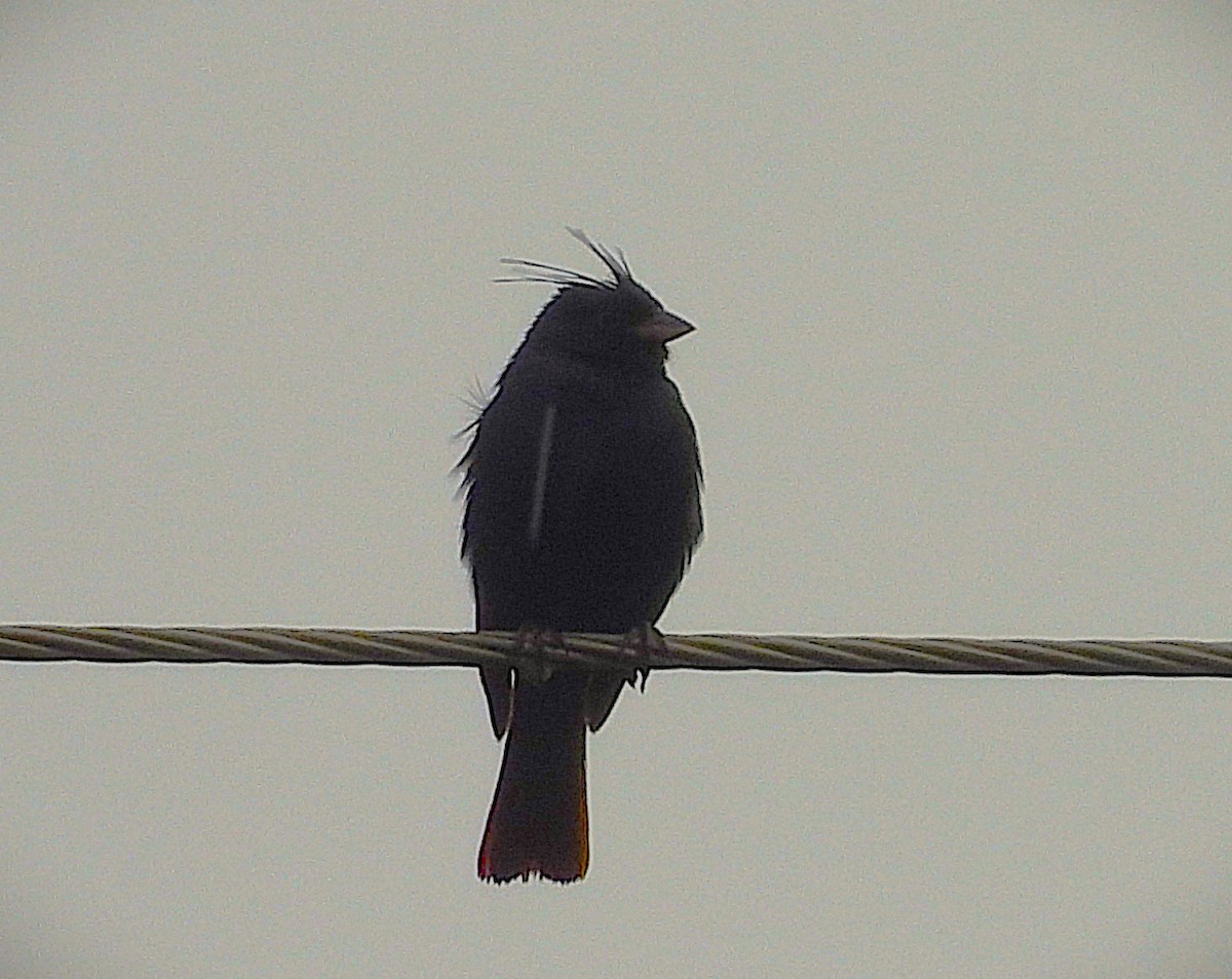 Crested Bunting - ML637778694